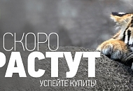 Маленькие цены скоро вырастут Маленькие цены скоро вырастут